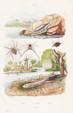 Pesci Insetti Lumache Snails