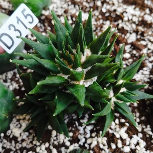 D315 radicato - d315,