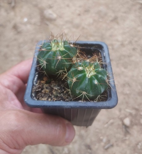 Melocactus bahiensis - melocactus,
