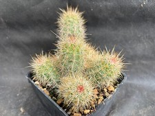 Echinocereus berthelowanus - echinocereus,