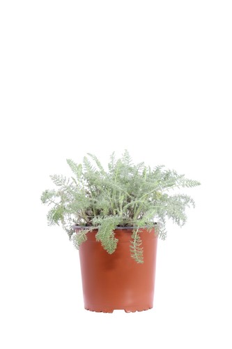 Pianta vera achillea - pianta,
