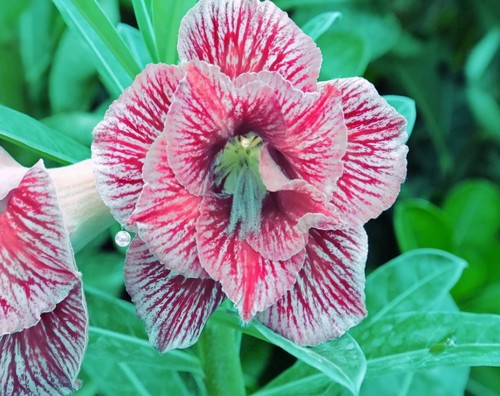 Adenium obesum marmo - obesum, "marmo