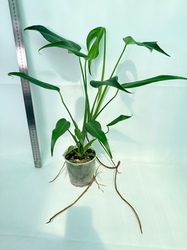Monstera burle marx - burle, flame'