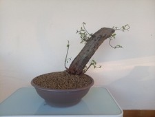 Bonsai carpino - bonsai,