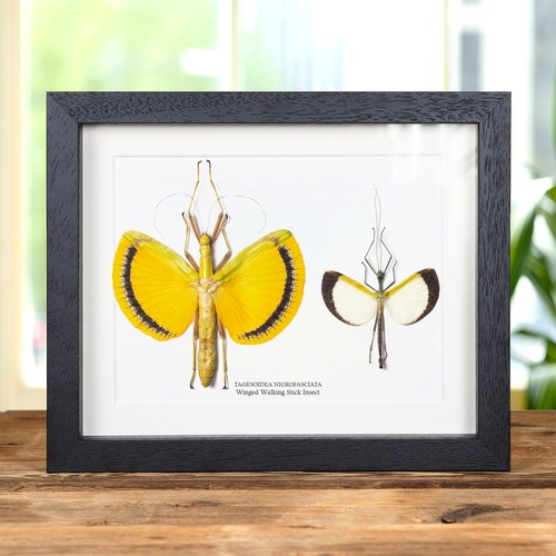 Winged walking stick insect - stick,
