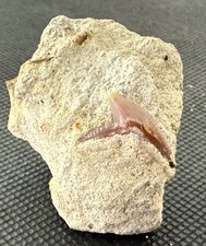 Dente di squalo tigre