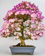 Bonsai di Azalea Rododendro