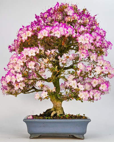 Bonsai azalea rododendro - bonsai,