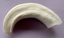 DENTE DI CINGHIALE (COTE) 110MM.