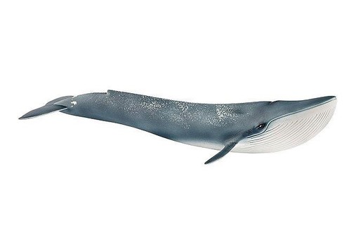 Balenottera azzurra blue whale - blue,