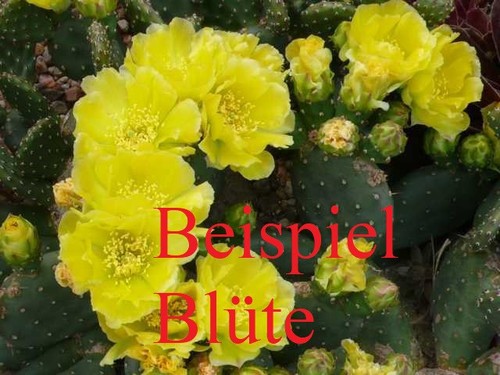 Opuntia polyacantha var