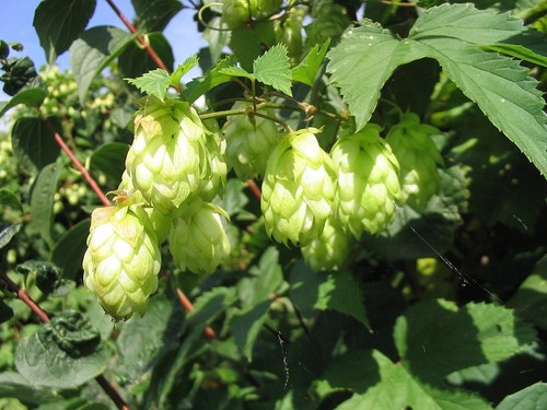 Luppolo humulus lupulus - luppolo,