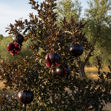 Melograno Nero Raro – 15