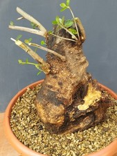 Bonsai Olivastro 33x20 Cm In