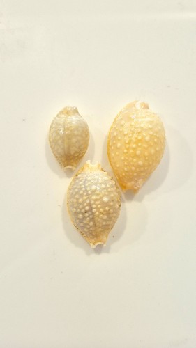 Ciprea nucleus stunning set - nucleus,