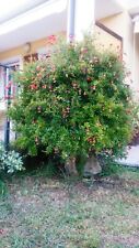 Semi di MELOGRANO nano per BONSAI "Punica Granatum"