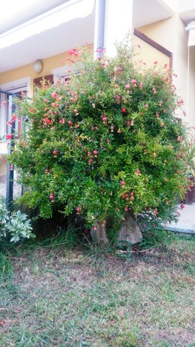 Semi melograno nano per - melograno,