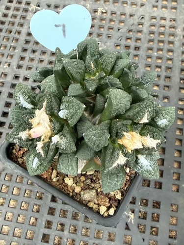 Multi teste ariocarpus - multi,