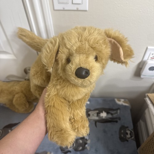 Douglas bella golden retriever - douglas,