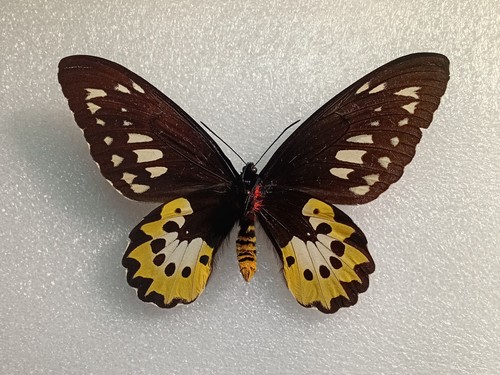 Ornithoptera rothschildi