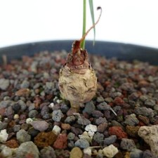 Cycas chevalieri vicino a 'Dak Rong, fiume Rao Quan' - Cycas chevalieri