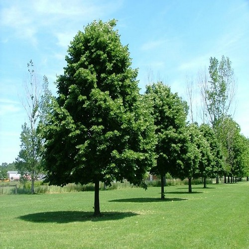 Pianta tiglio tilia cordata - tilia,