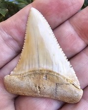 Grande dente squalo - dente, di