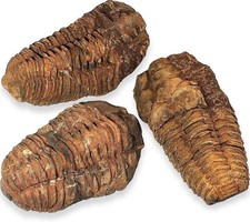 FOSSILI (CALYMENE CALIMENE