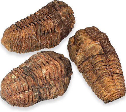 Fossili calymene calimene - (calymene,