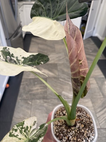 Alocasia albo pink regal - alocasia, albo/pink