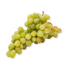 Pianta di UVA VITE innestata