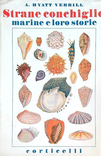 Strane conchiglie marine - conchiglie,