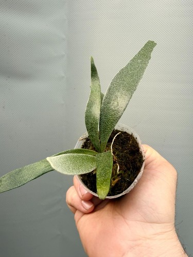 Platycerium alcicorne dwarf - platycerium,