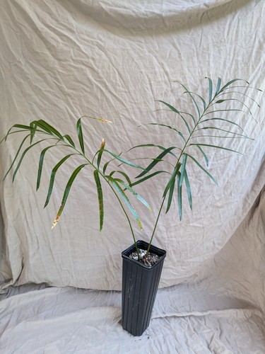 Cycas panzhihuaensis - , x