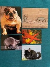 5 Figurine Animali Euroflash