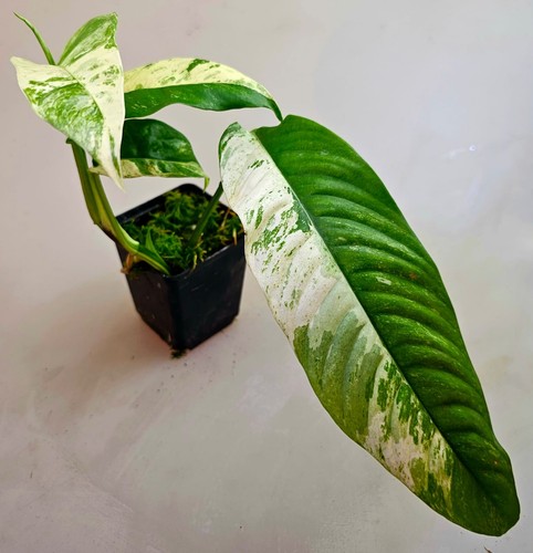 Bellissima rhaphidophora - bellissima,