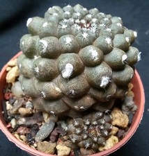 COPIAPOA HYPOGAEA from seed 5