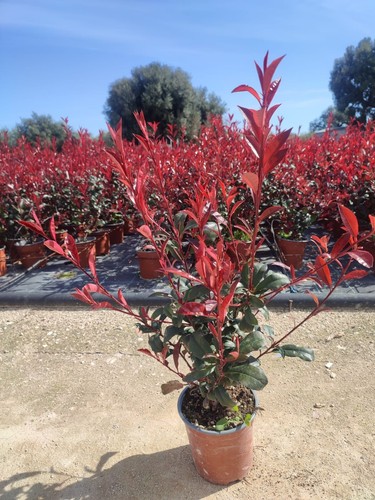 Piante photinia red robin - di,
