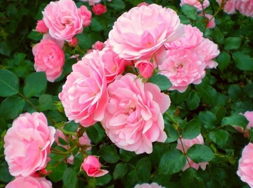 Rosa tappezzante bonica aiuola - rosa,