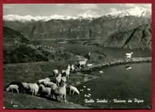 COMO PIGRA 16 PASCOLO PASTORE PECORE CAPRE Cartolina VIAGGIATA 1963 real photo
