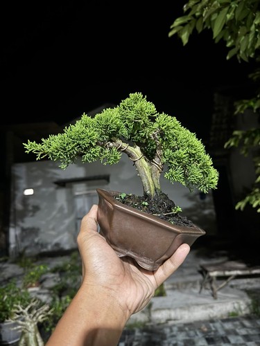 Bonsai albero vivo - bonsai, di