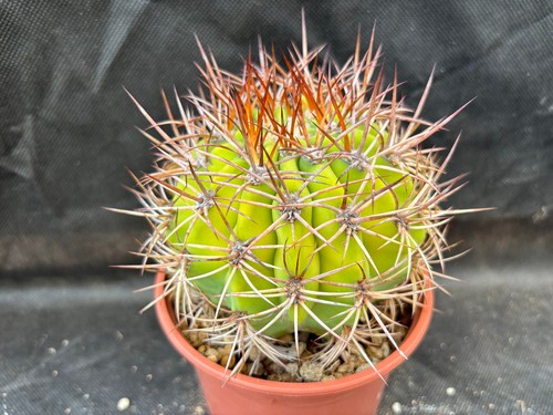 Denmoza rodacantha cactus - rodacantha,