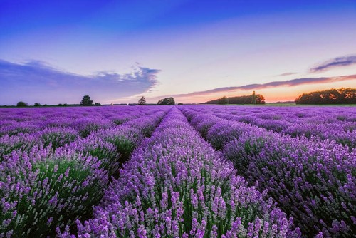 Fotomurali campi lavanda - fotomurali,