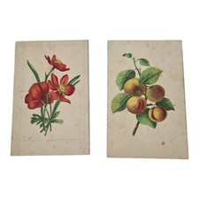 Coppia antiche stampe stampa - coppia,