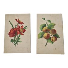 COPPIA ANTICHE STAMPE STAMPA acquerellate OLD PRINT MOTIVO FLOREALE FIORI 900