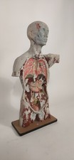 antico busto anatomico medico