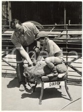 1956 ROMA - CIRCO - Darix TOGNI insegna al figlio a domare un cucciolo di leone