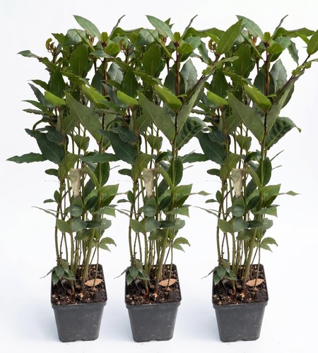 Alloro piante aromatiche in - 3,