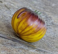 POMODORO PURPURA RITS 5+ semi