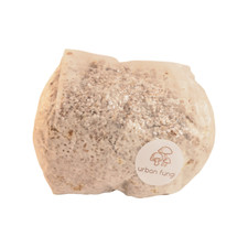 Grano di Funghi Spawn